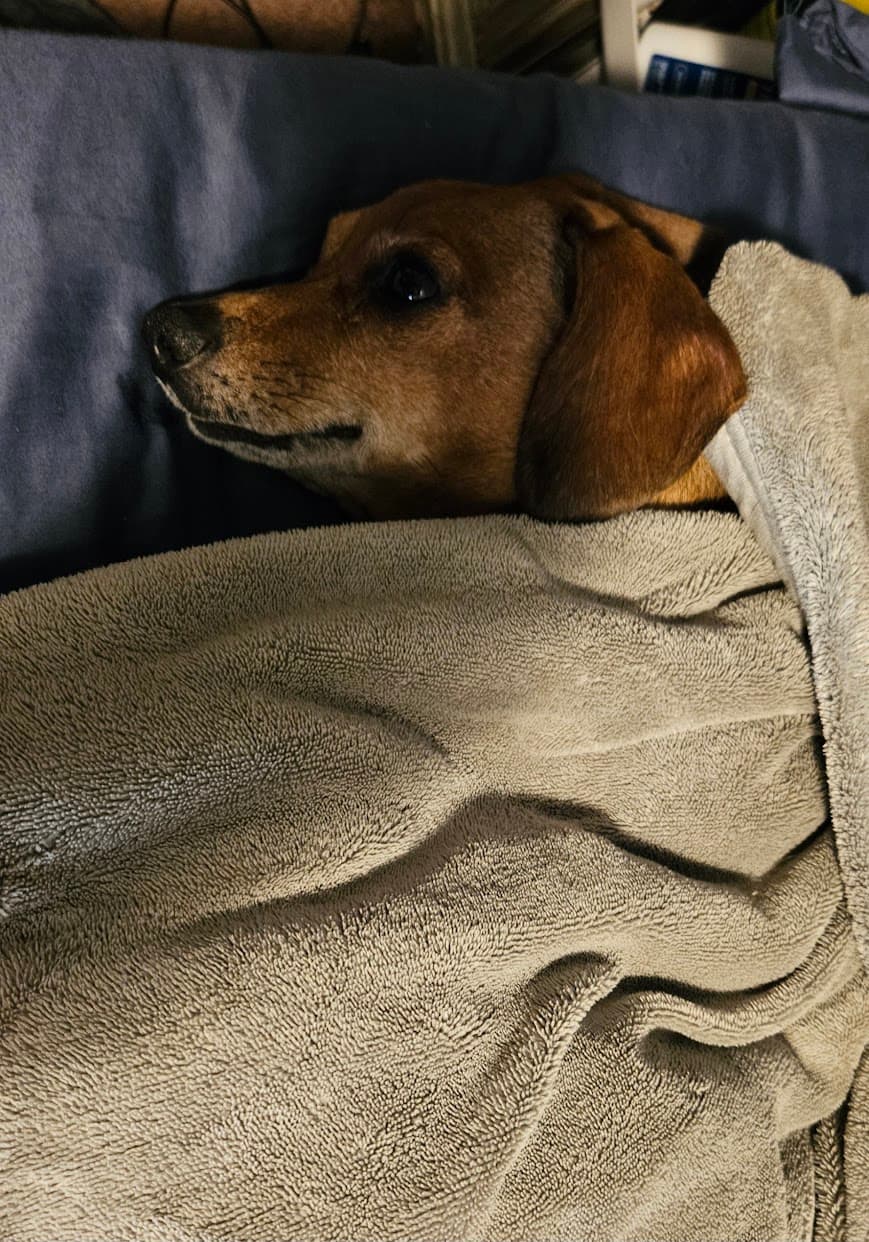 Lucy the dog tucked under a blanket with her head on the pillow.